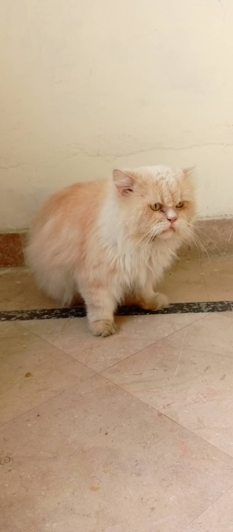 stud male cat urgent for sale. contat no 03253599666 whattsapp 1