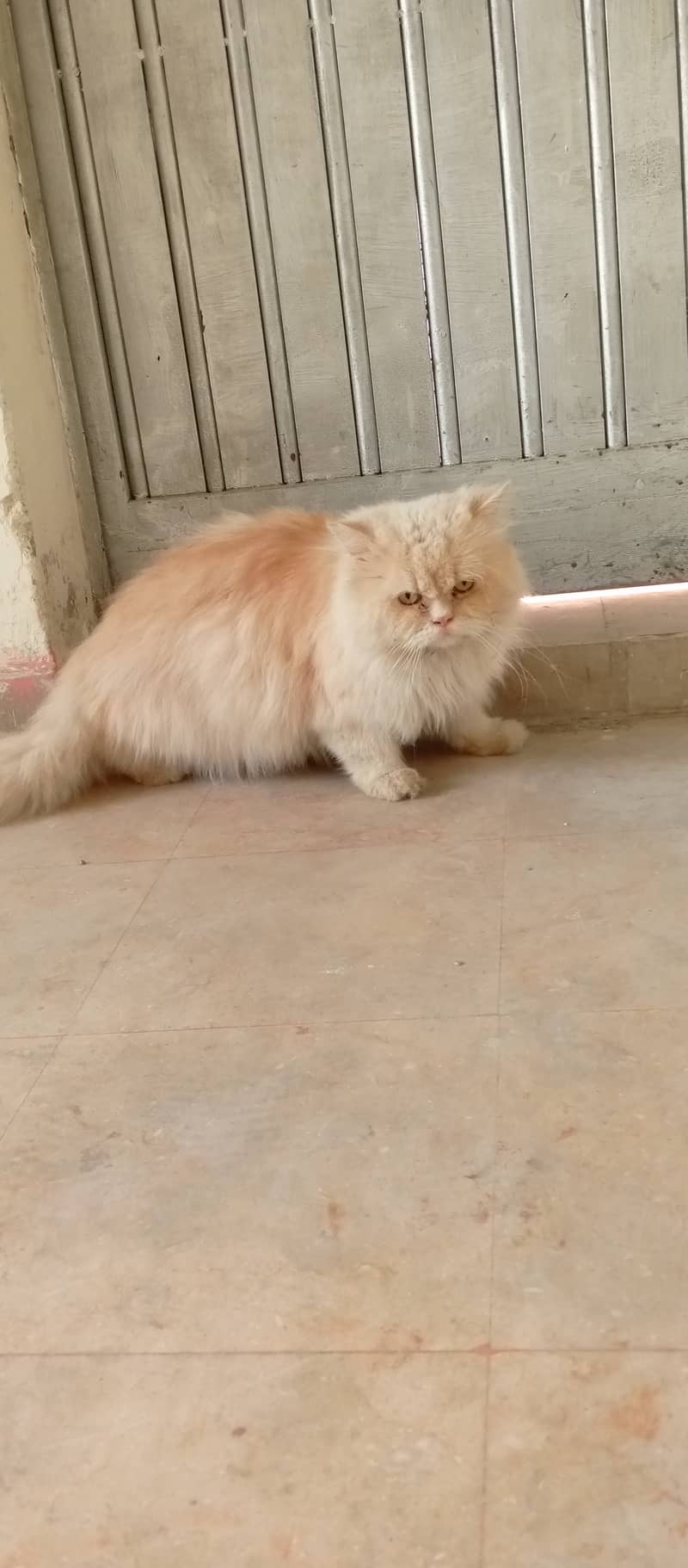 stud male cat urgent for sale. contat no 03253599666 whattsapp 5