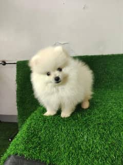 IMPORTED POMERANIAN PUPPIES AVAILABLE FOR SALE