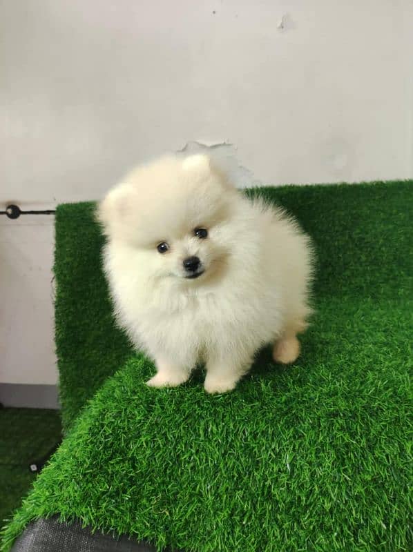 IMPORTED POMERANIAN PUPPIES AVAILABLE FOR SALE 0