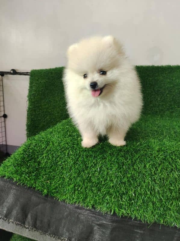 IMPORTED POMERANIAN PUPPIES AVAILABLE FOR SALE 1