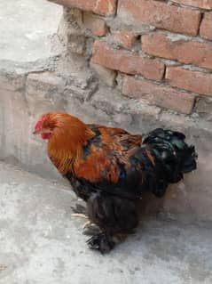 Beautiful white buff and Golden male buff