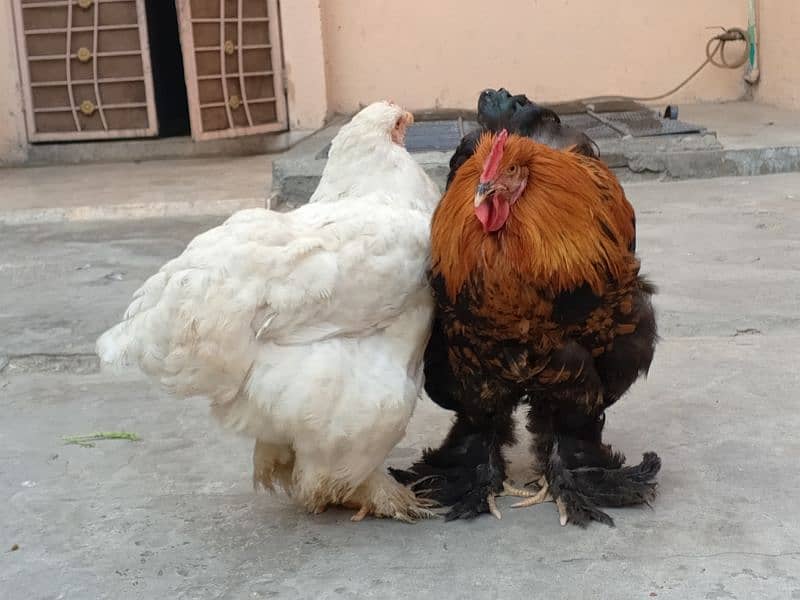 contact 03454162260 Beautiful white buff and Golden Buff pair 1