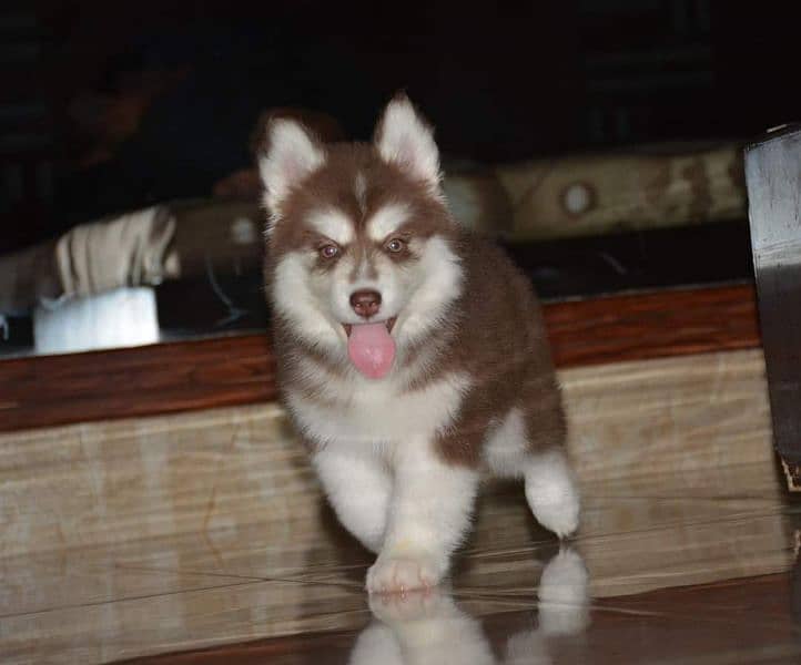 TOP QUALITY SIBERIAN HUSKY PUPPY AVAILABLE FOR SALE 0