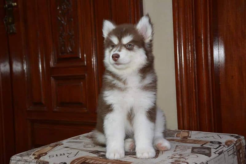 TOP QUALITY SIBERIAN HUSKY PUPPY AVAILABLE FOR SALE 1