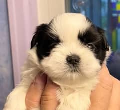 Shih Tzu Pedigreed Puppies For Sale