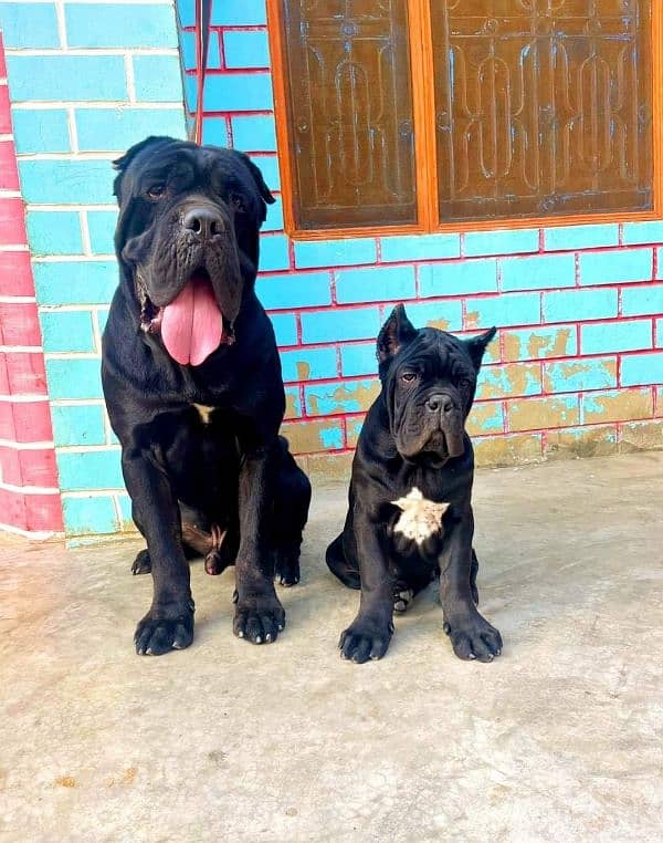 ITALIAN CANE CORSO PUPPY AVAILABLE FOR SALE 0