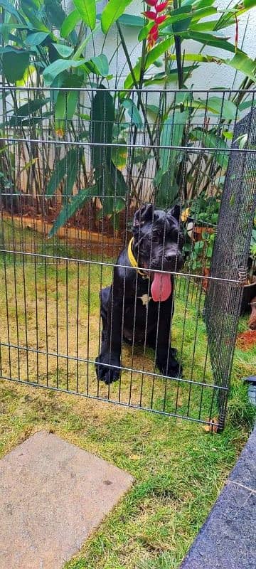 ITALIAN CANE CORSO PUPPY AVAILABLE FOR SALE 1