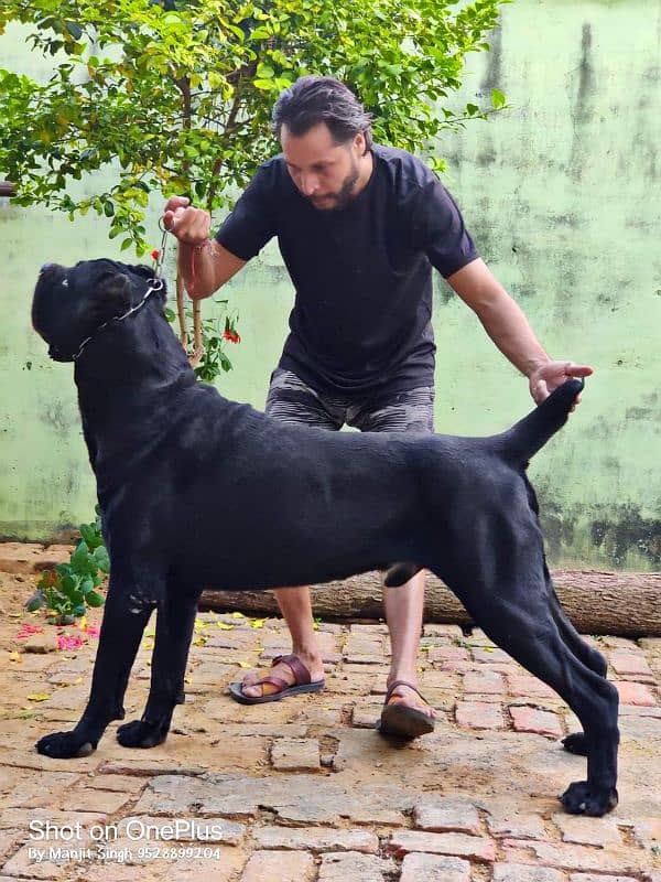 ITALIAN CANE CORSO PUPPY AVAILABLE FOR SALE 3