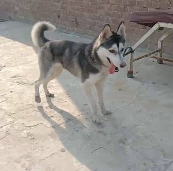 Huskey female indoor outdoor trained 0