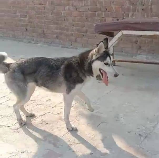 Huskey female indoor outdoor trained 2