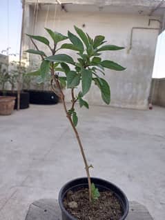 Basil (Tukh Malanga) and Cherry Tomato plant