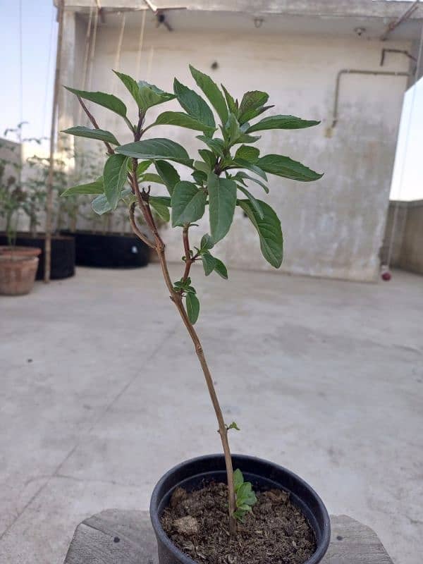 Basil (Tukh Malanga) and Cherry Tomato plant 0