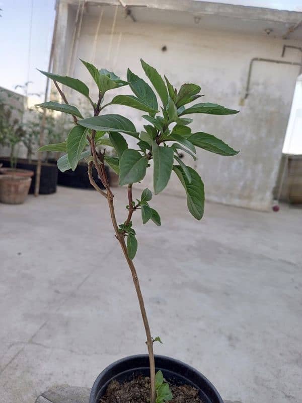 Basil (Tukh Malanga) and Cherry Tomato plant 1