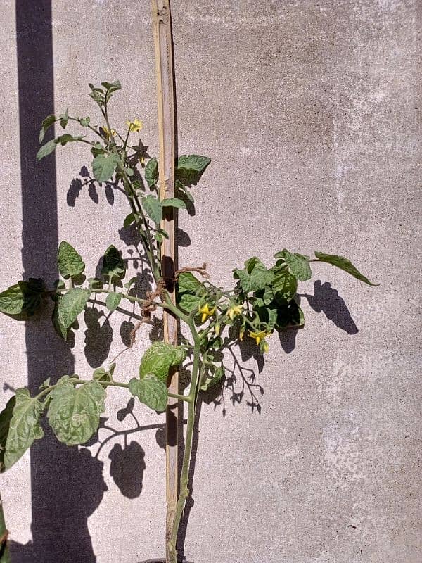 Basil (Tukh Malanga) and Cherry Tomato plant 2