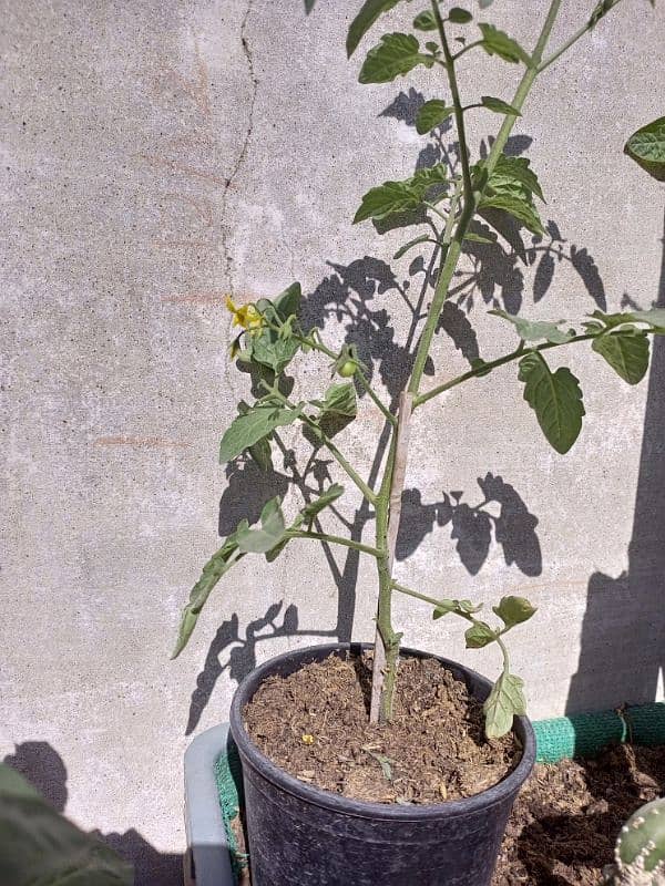 Basil (Tukh Malanga) and Cherry Tomato plant 3