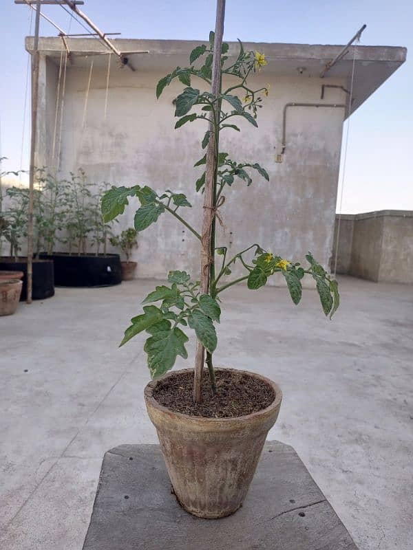 Basil (Tukh Malanga) and Cherry Tomato plant 4