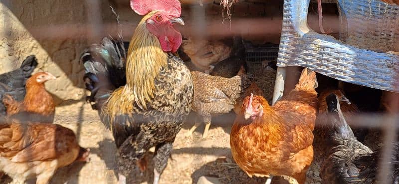 Eggs hens for sale 1