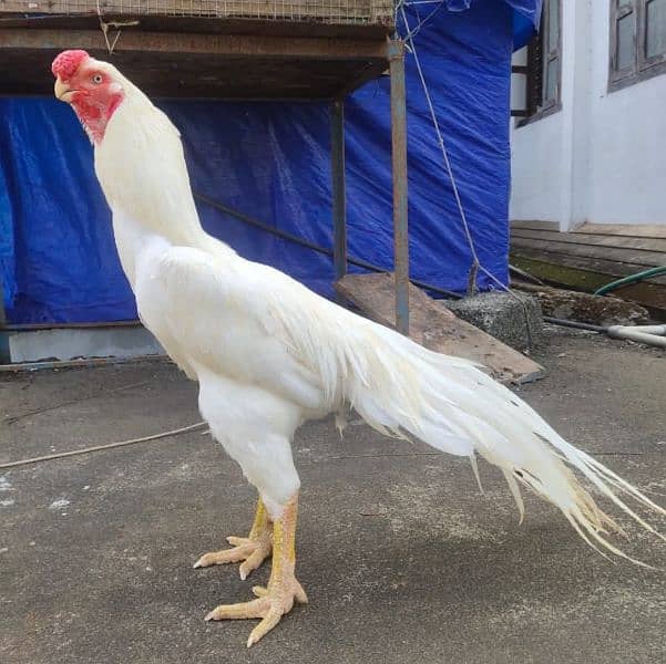 Masha Allah top qulity parrot beak aseel for sale 0344-4587242 0