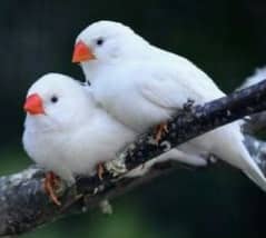 Snow white Finch