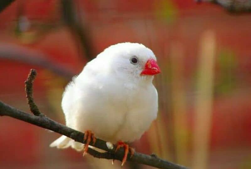 Snow white Finch 1