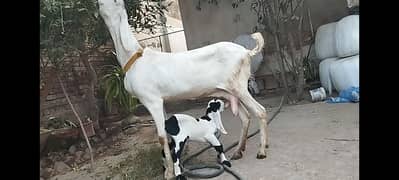 RajanPuri Goat With Kid