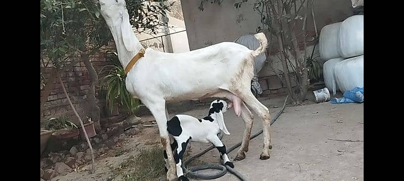 RajanPuri Goat With Kid 0