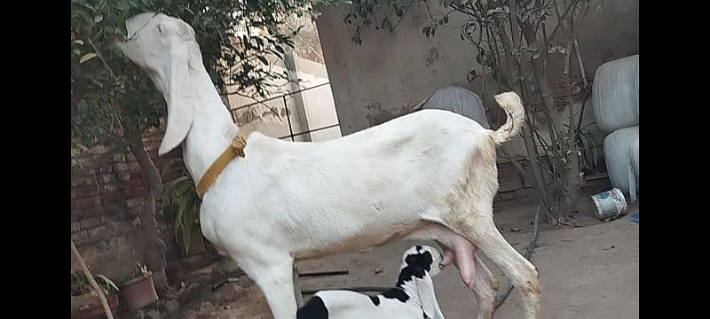 RajanPuri Goat With Kid 1