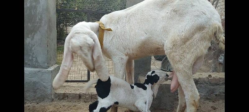 RajanPuri Goat With Kid 2