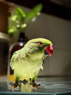 Green Parrot Female