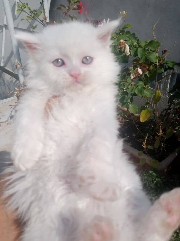 beautiful kittens piki bloodline 6