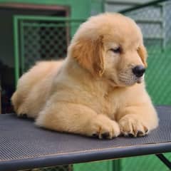 Pedigree Golden retriever puppies available for sale