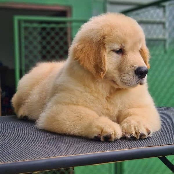 Pedigree Golden retriever puppies available for sale 0