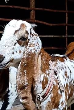 Beetal and Makhi Cheeni Goats