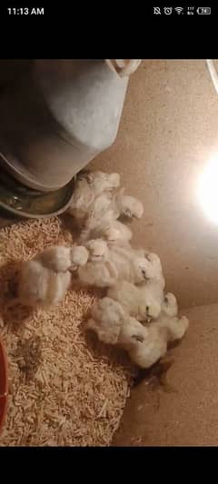 white silky chicks available 03004245714