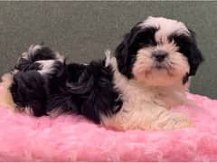 Shih Tzu Pedigreed Puppies For Sale