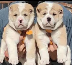 King alabai pair dog mail   and female age 2 month for sale Available