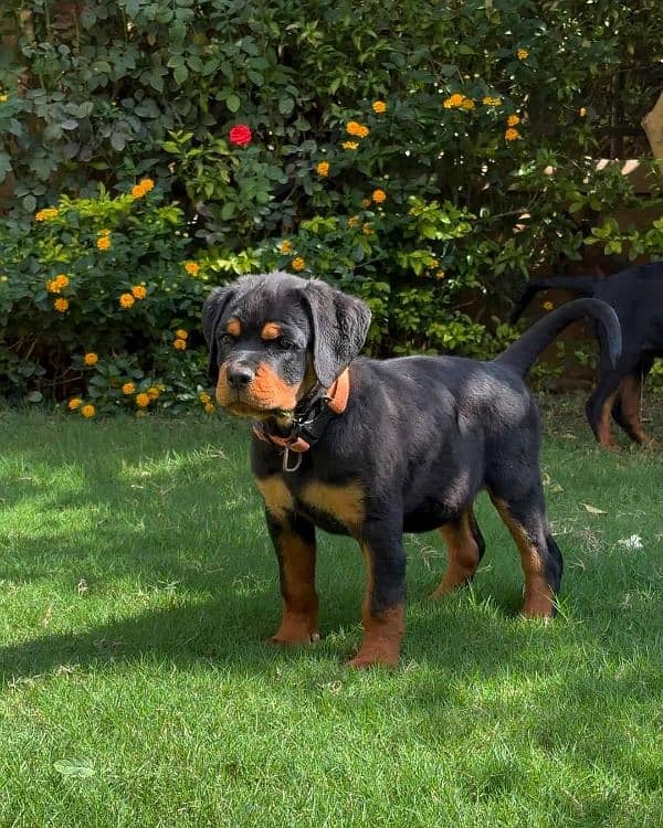 TOP QUALITY ROTTWEILER PUPPIES AVAILABLE FOR SALE 0