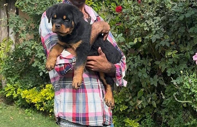 TOP QUALITY ROTTWEILER PUPPIES AVAILABLE FOR SALE 1