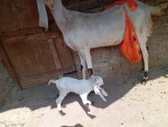 Gulabi goat with one female kid