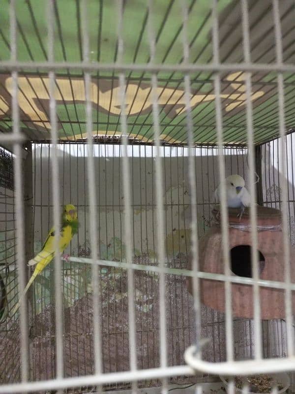 Australian perrots pair 1