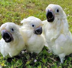 cockatoo available for sale chicks