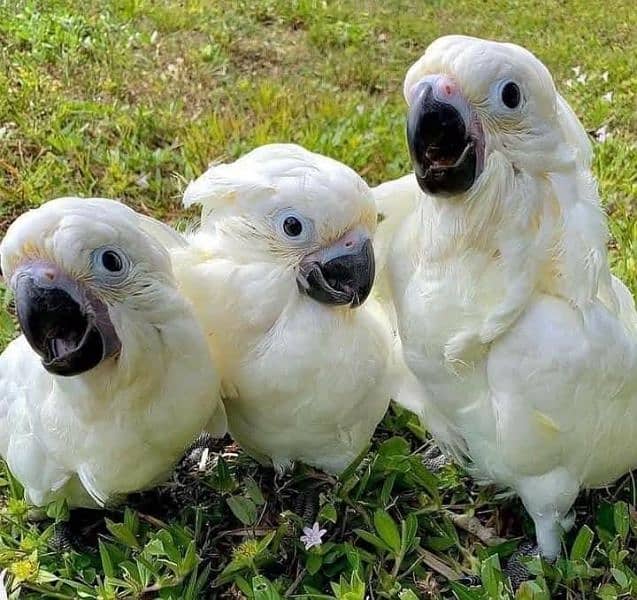 cockatoo available for sale chicks 0