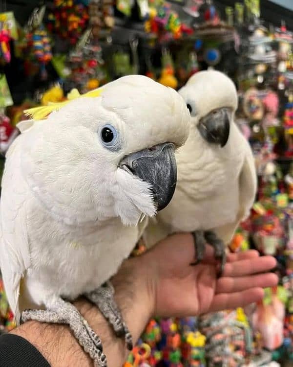 cockatoo available for sale chicks 4