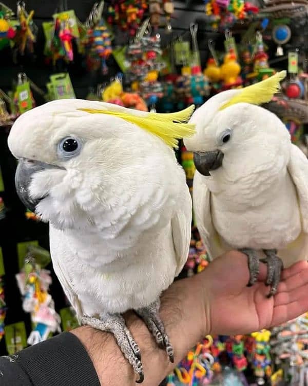 cockatoo available for sale chicks 5