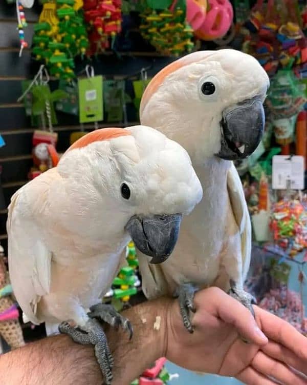 cockatoo available for sale chicks 6