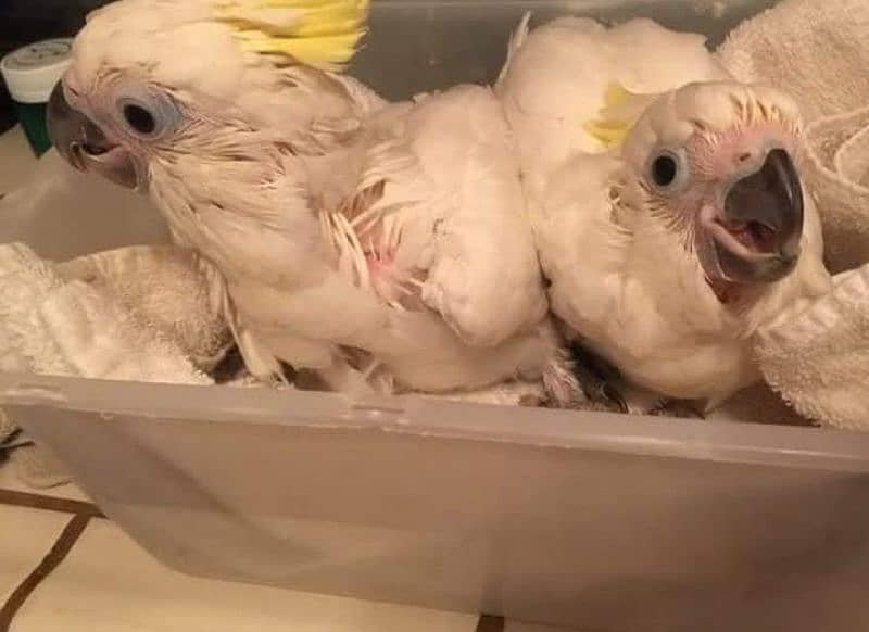 cockatoo available for sale chicks 7