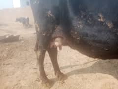 walayti mix cow 10 kg milk peechay wacha