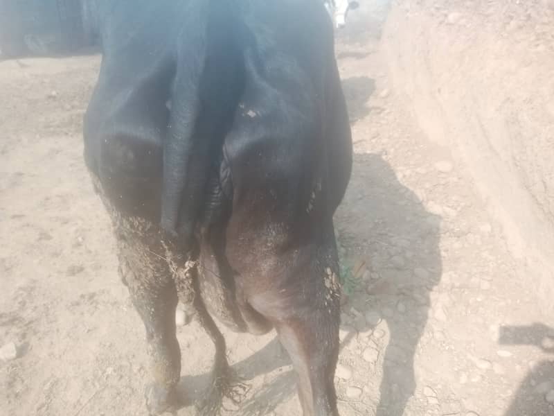 walayti mix cow 10 kg milk peechay wacha 1