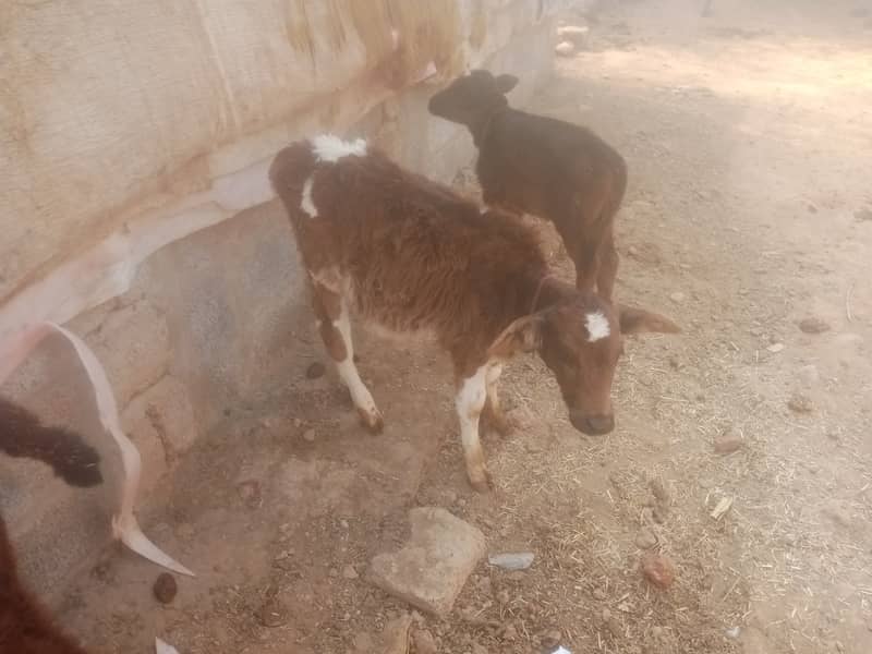 walayti mix cow 10 kg milk peechay wacha 5